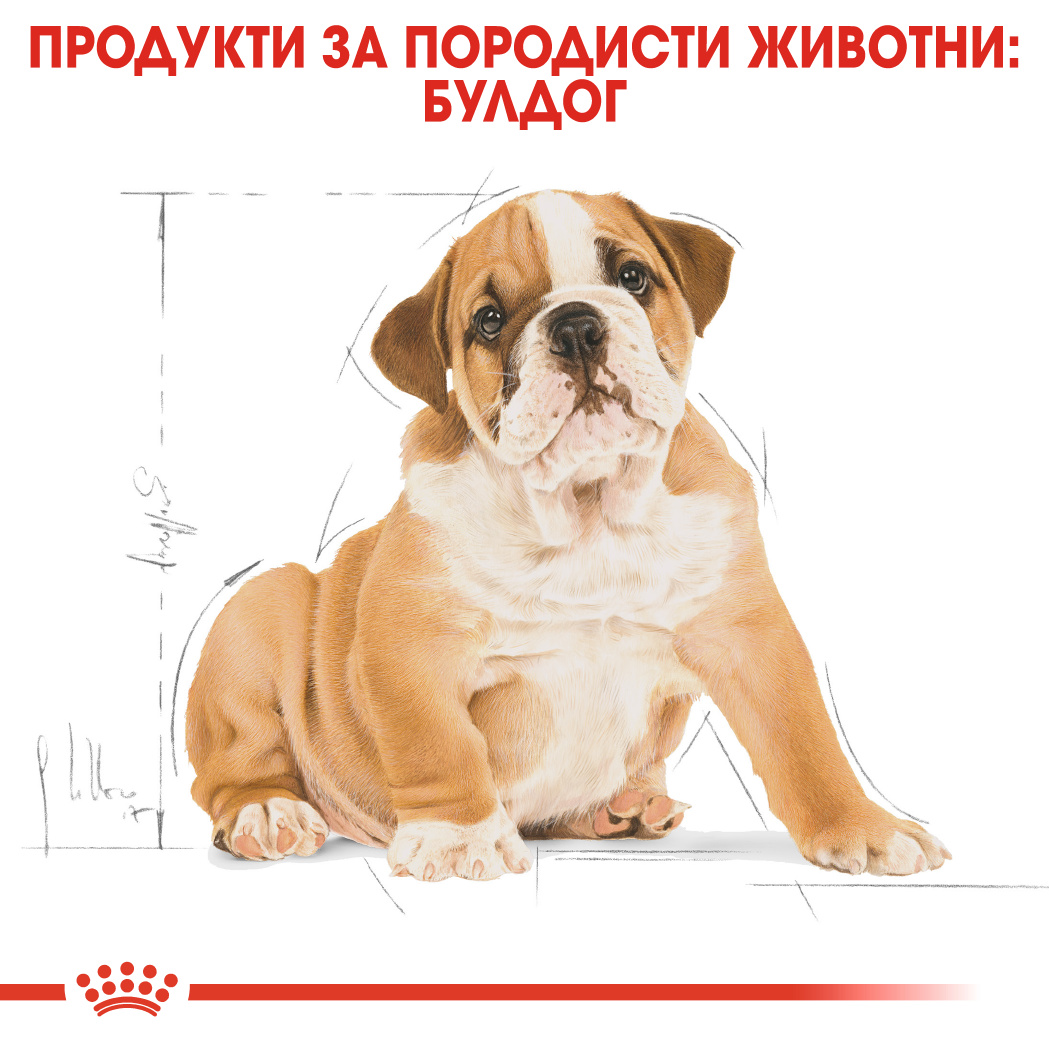 RC-BHN-PuppyBulldog-CM-EretailKit-4﻿-bg_BG