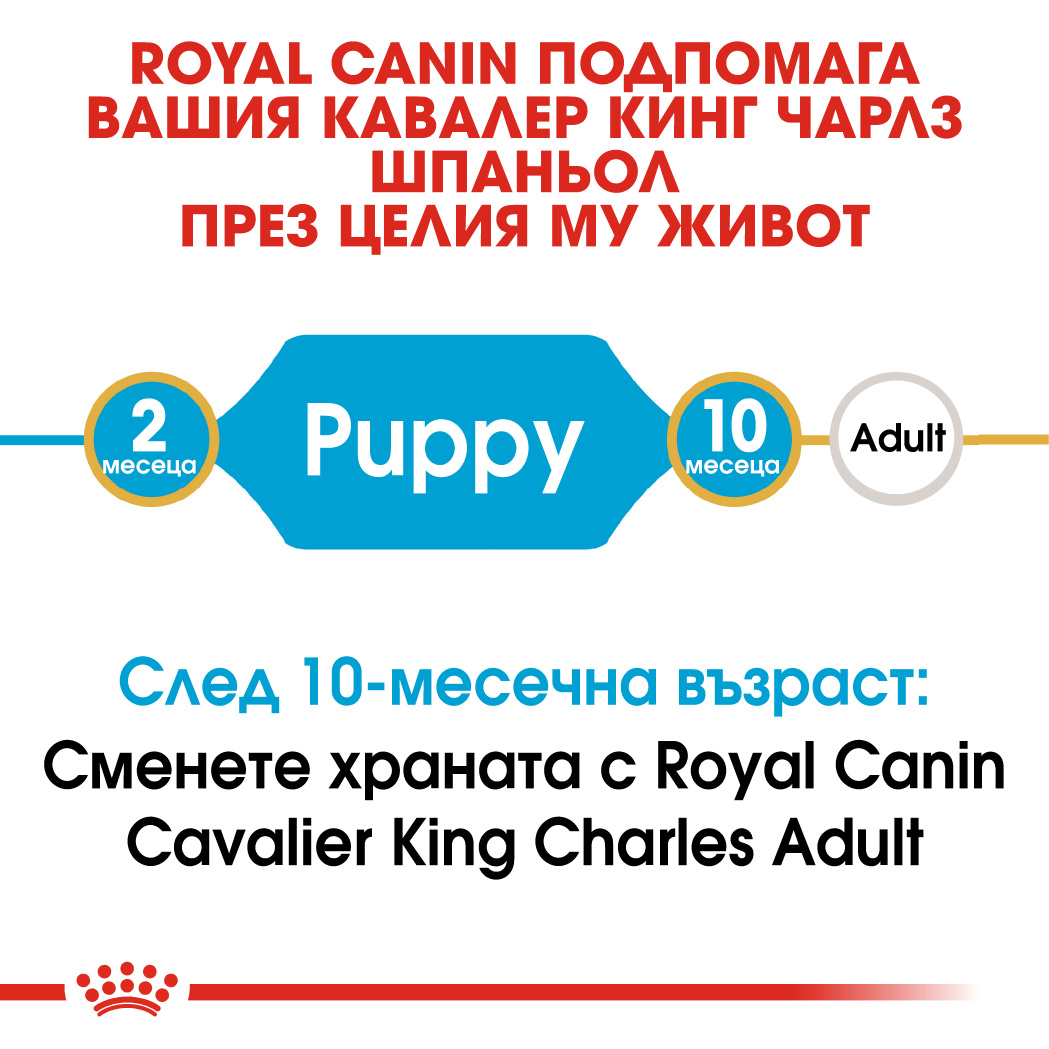 RC-BHN-PuppyCavalierKingCharles-CM-EretailKit-1﻿-bg_BG