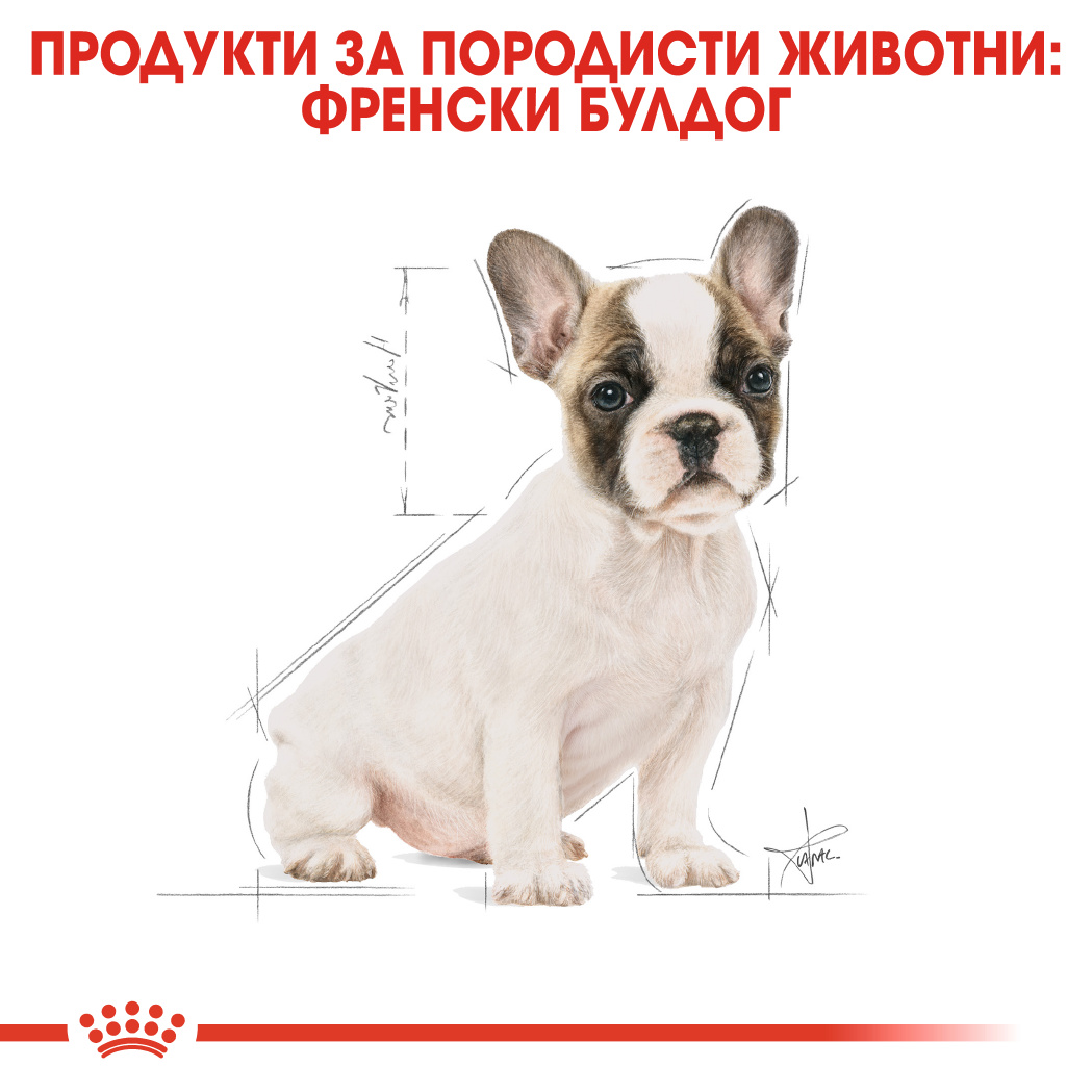 RC-BHN-PuppyFrenchBulldog-CM-EretailKit-4﻿-bg_BG